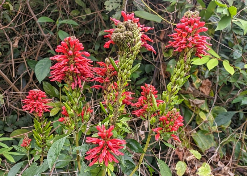 Phlogacanthus cornutus photo 5