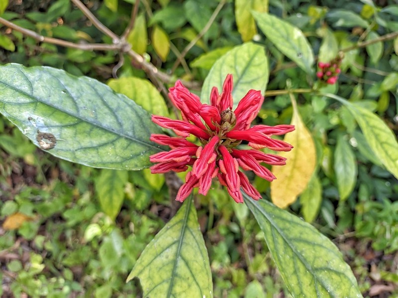 Phlogacanthus cornutus photo 6