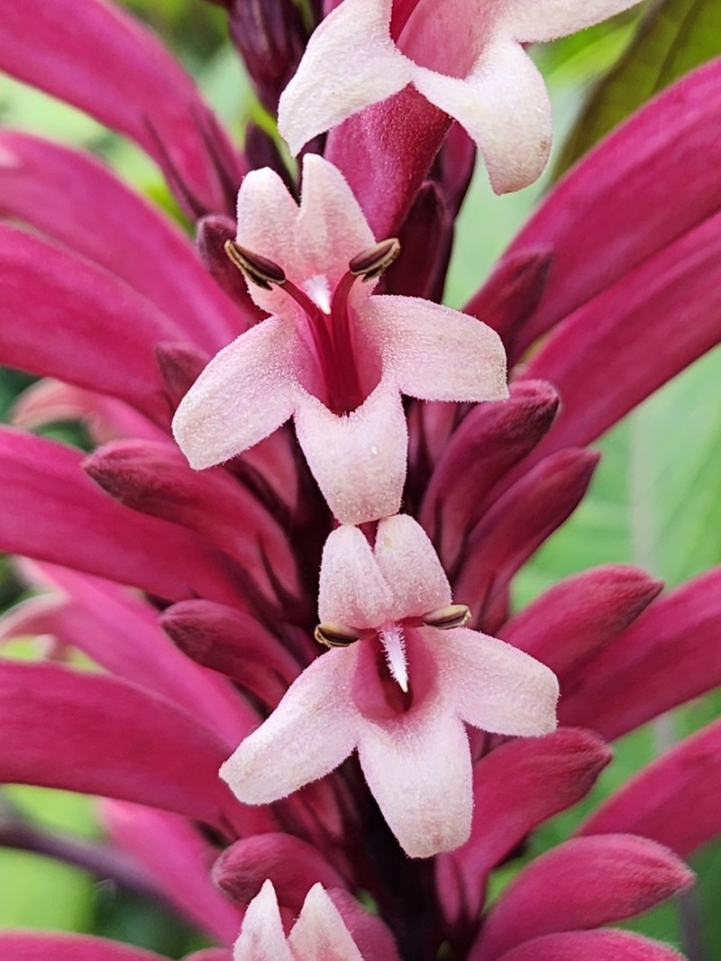 Phlogacanthus curviflorus