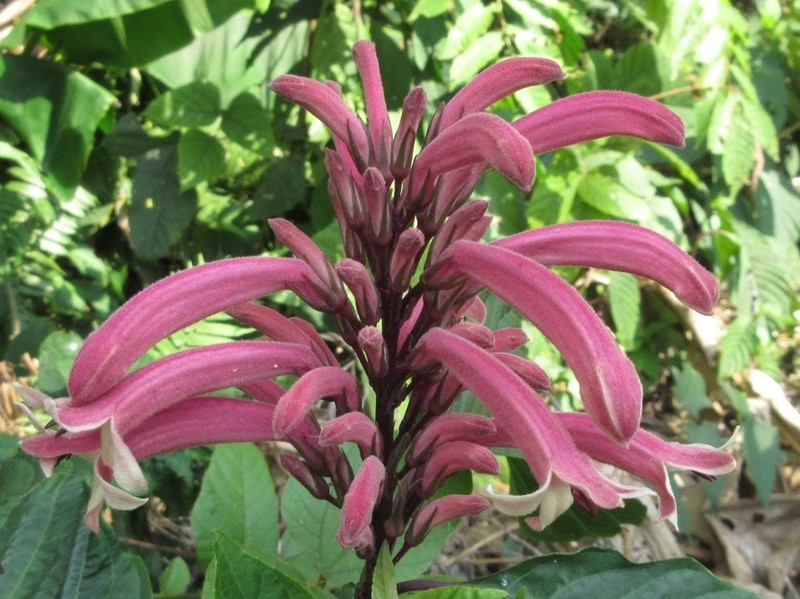Phlogacanthus curviflorus photo 2