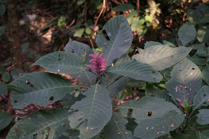 Phlogacanthus curviflorus photo 3