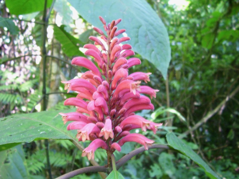 Phlogacanthus curviflorus photo 5