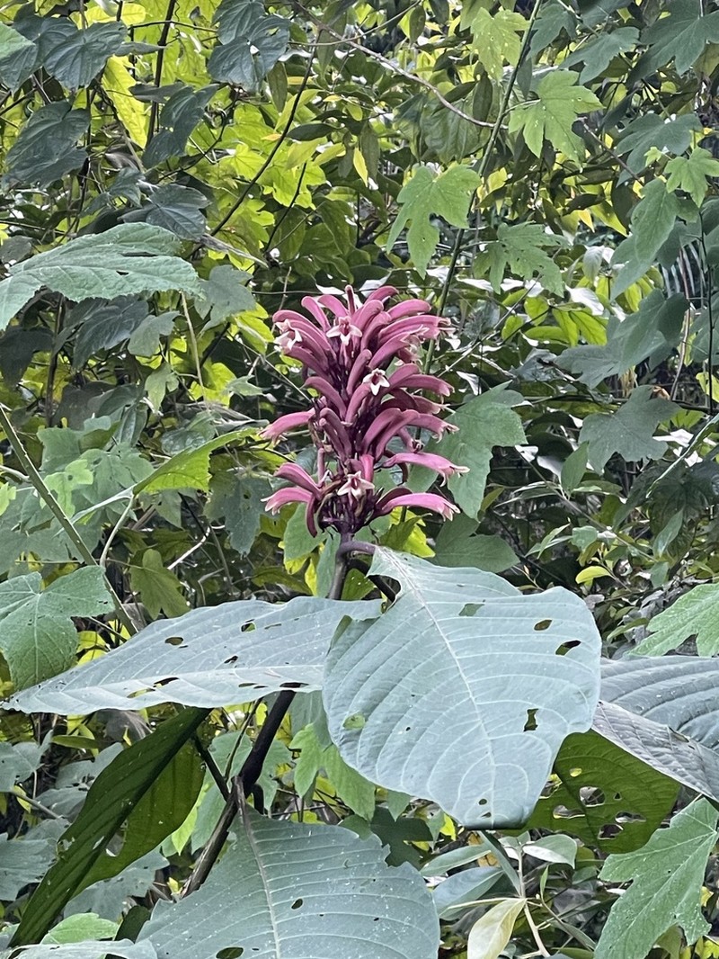 Phlogacanthus curviflorus photo 6