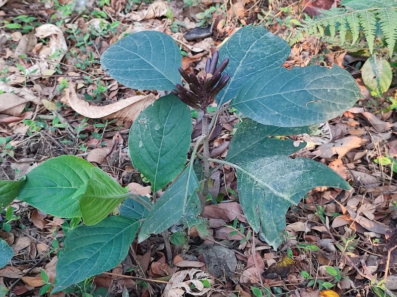 Phlogacanthus curviflorus photo 7