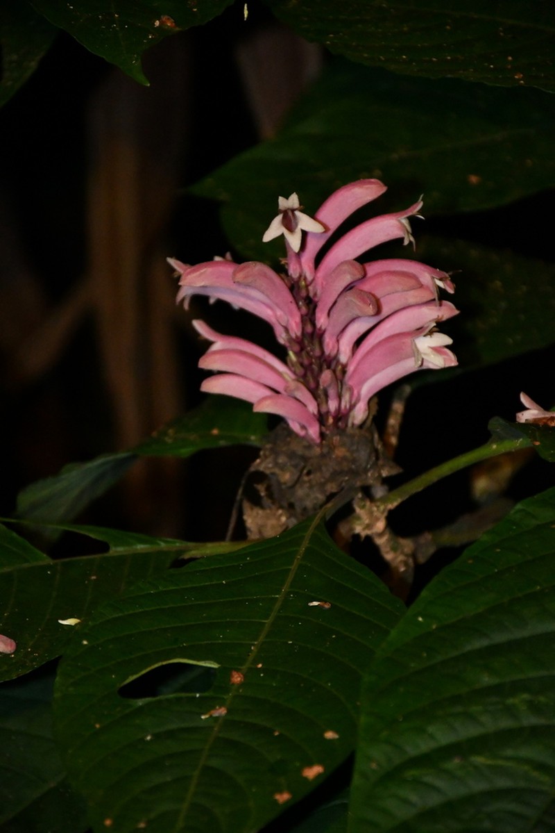 Phlogacanthus curviflorus photo 8