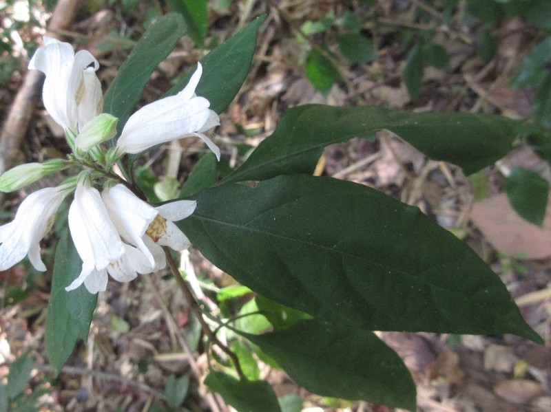 Phlogacanthus datii