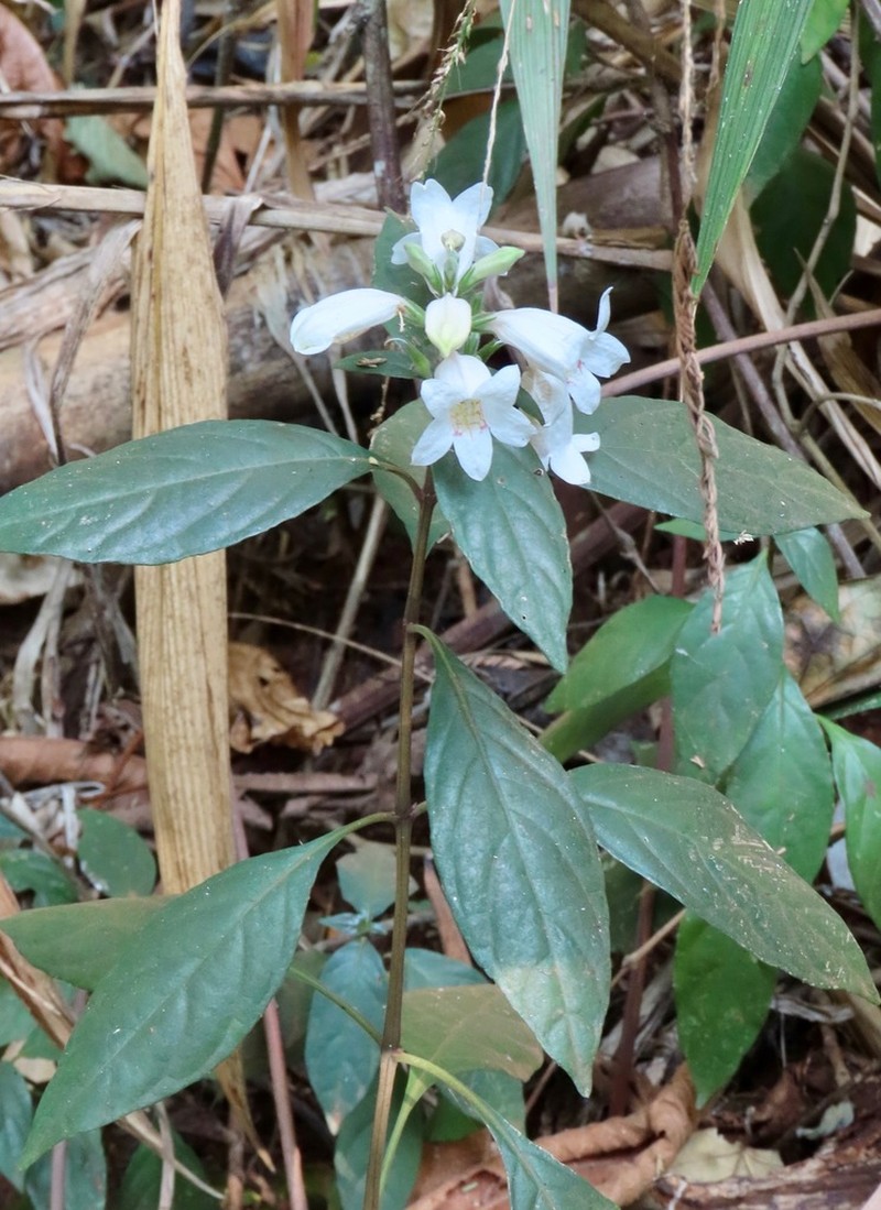 Phlogacanthus datii photo 2