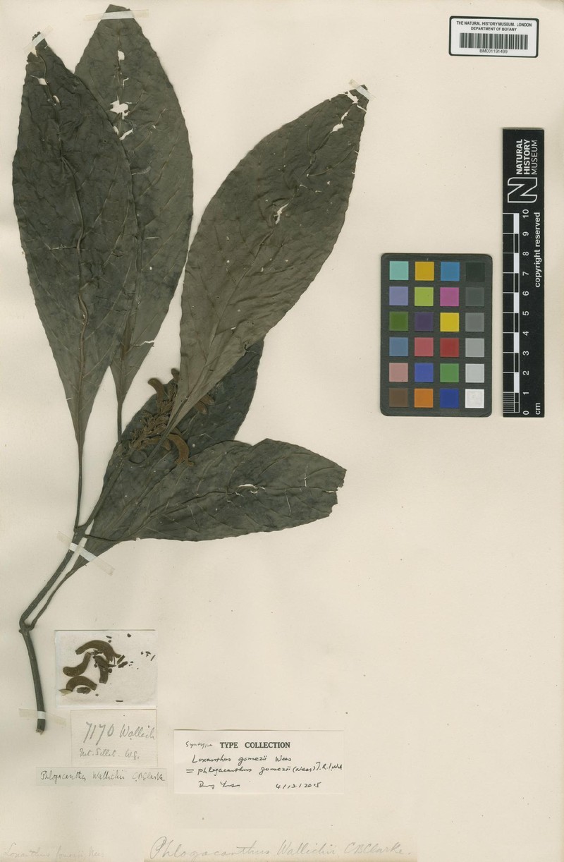 Phlogacanthus gomezii photo 2