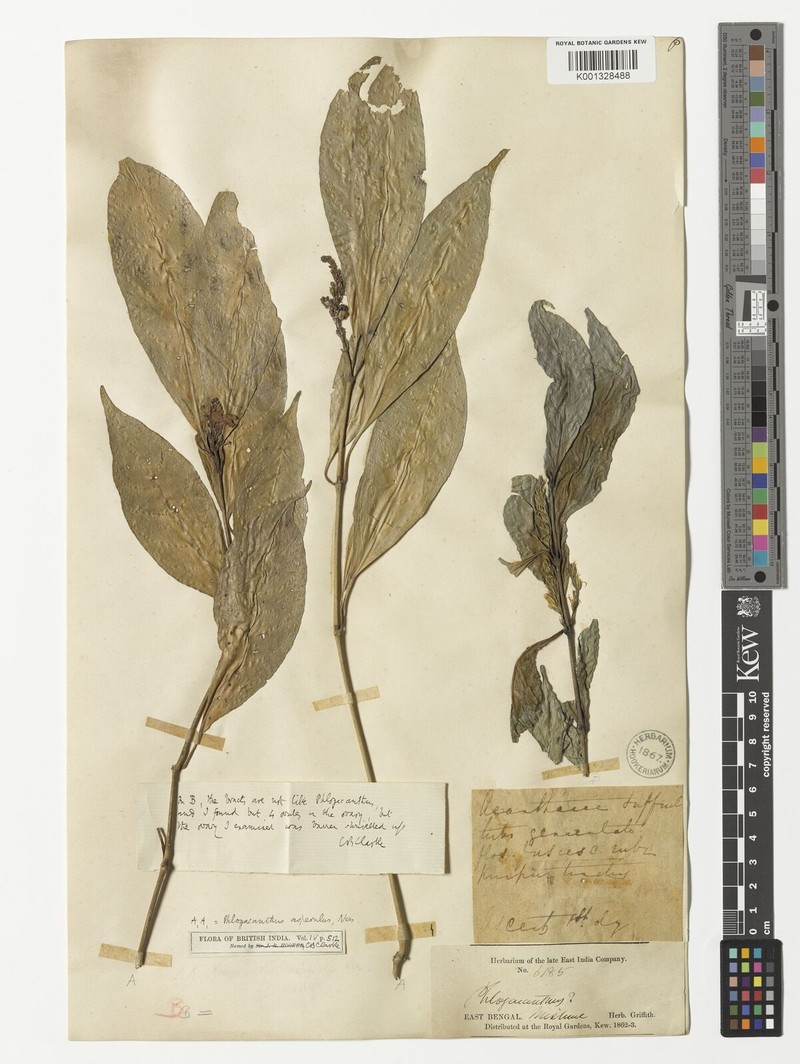 Phlogacanthus gomezii