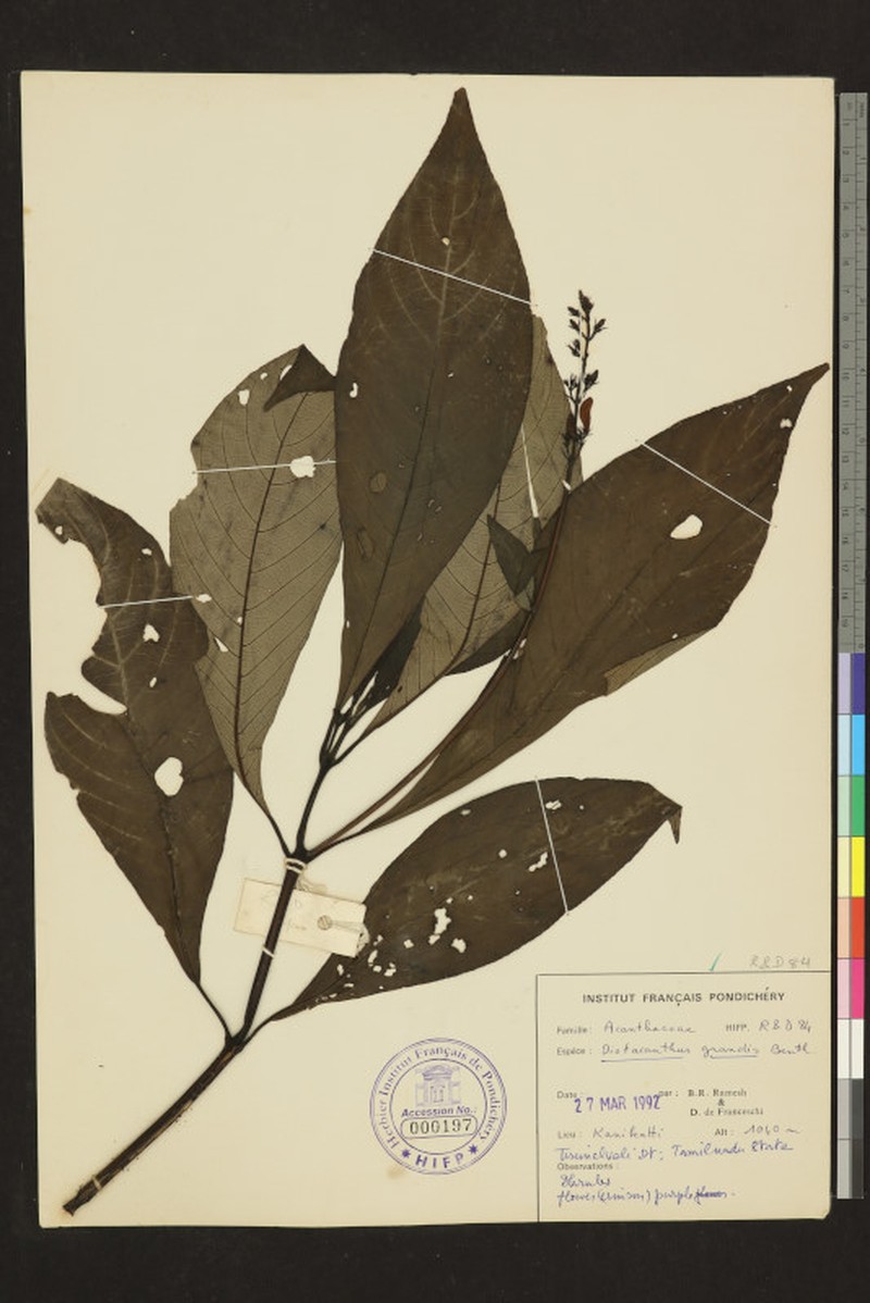 Phlogacanthus grandis photo 5