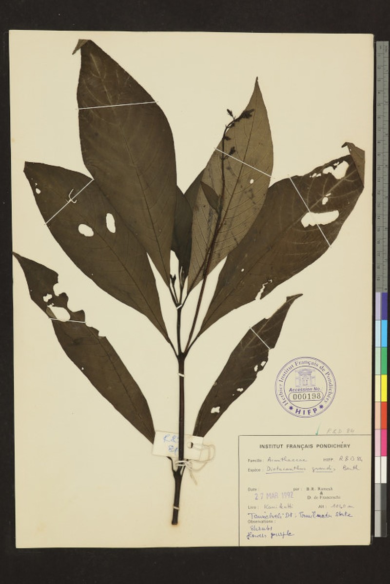 Phlogacanthus grandis photo 6