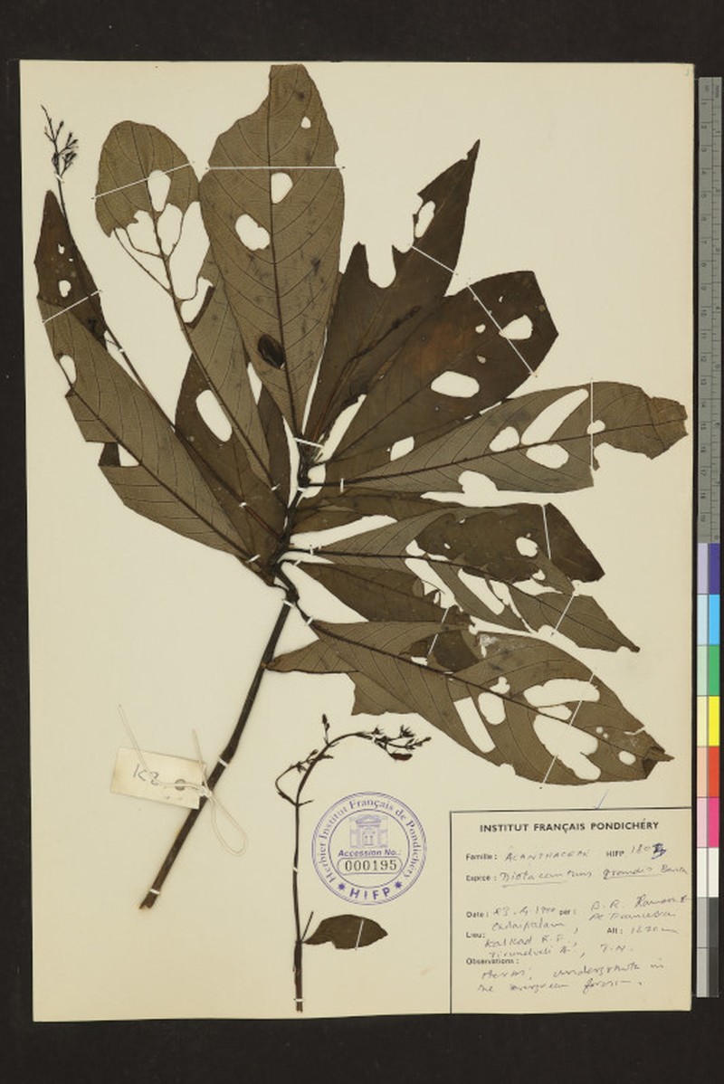 Phlogacanthus grandis photo 7