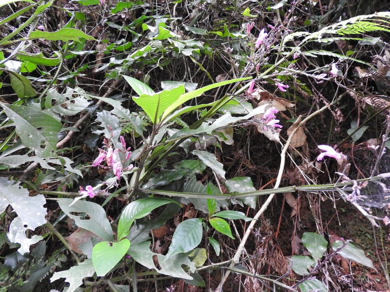 Phlogacanthus grandis