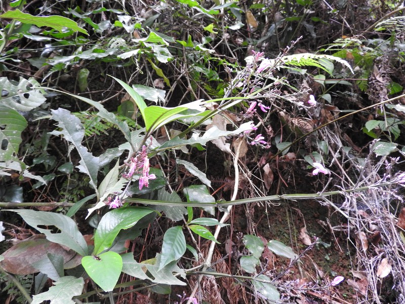 Phlogacanthus grandis photo 8
