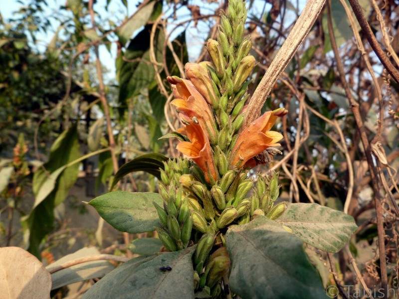 Phlogacanthus jenkinsii