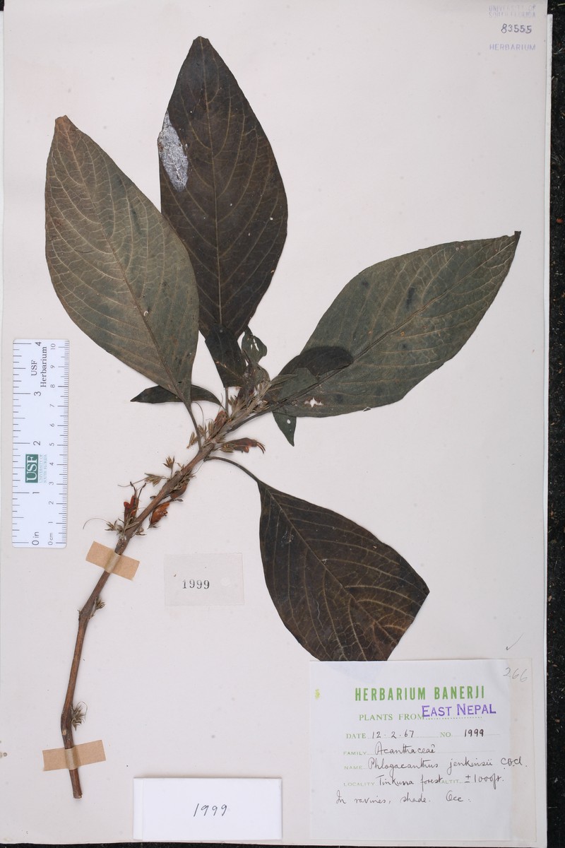 Phlogacanthus jenkinsii photo 2