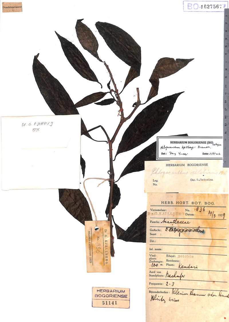 Phlogacanthus kjellbergii