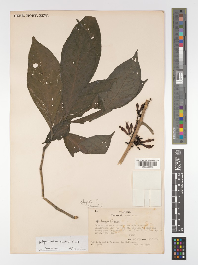 Phlogacanthus murtonii