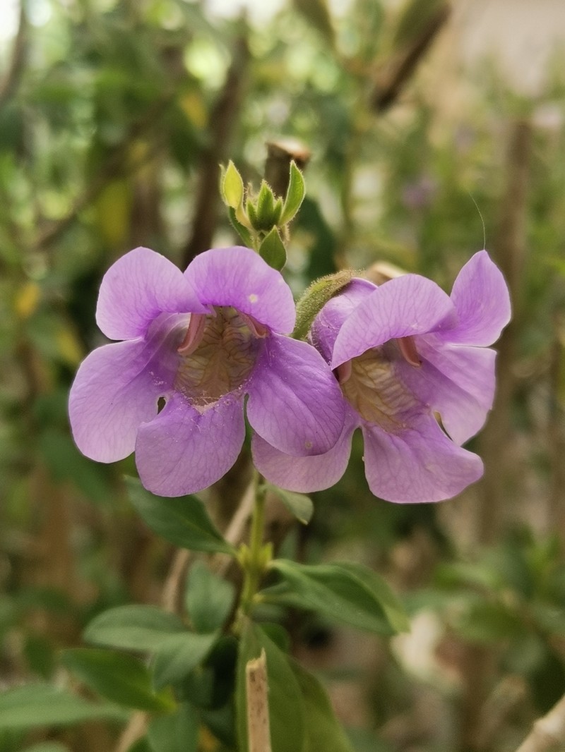 Phlogacanthus paniculatus