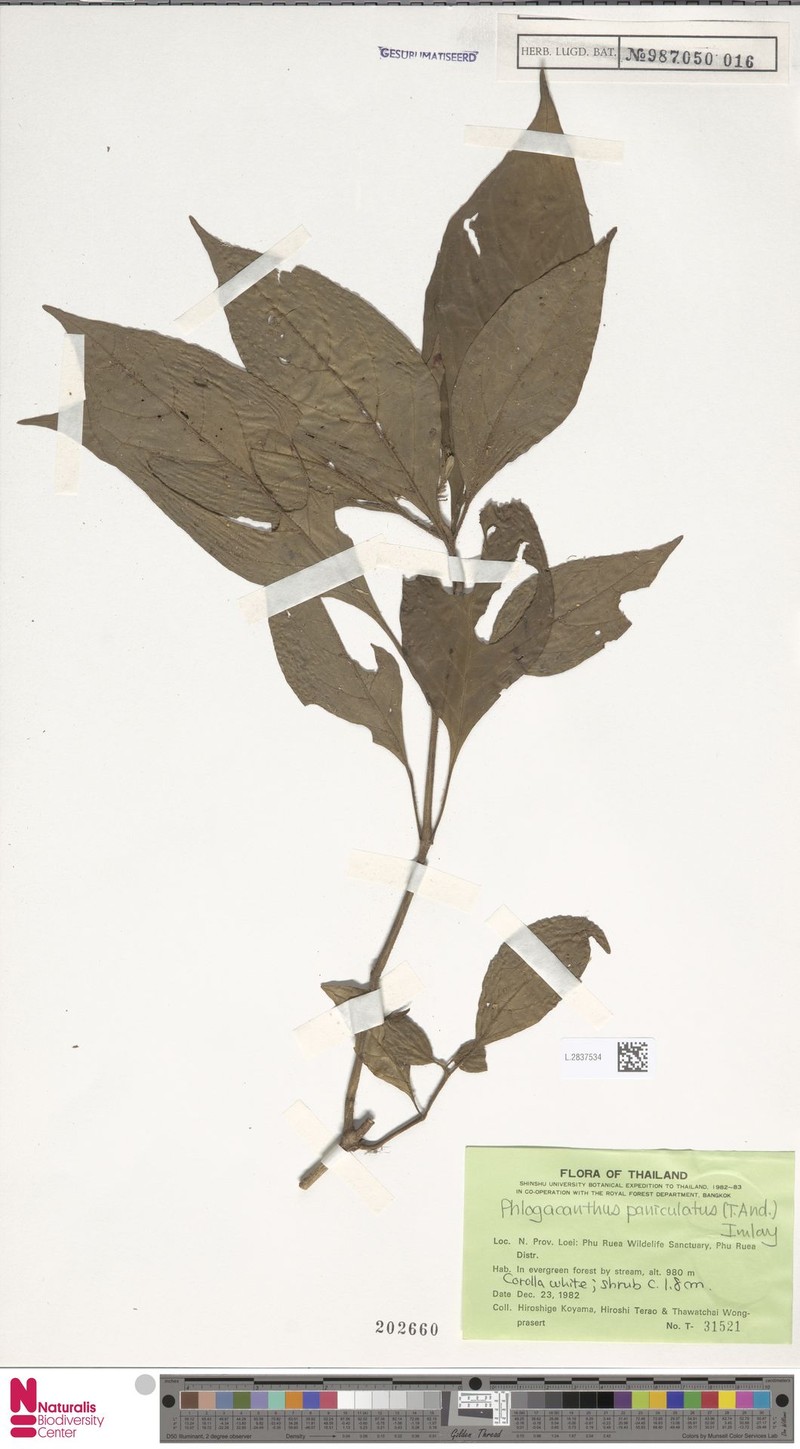 Phlogacanthus paniculatus photo 4