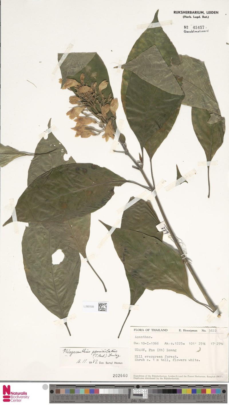 Phlogacanthus paniculatus photo 5