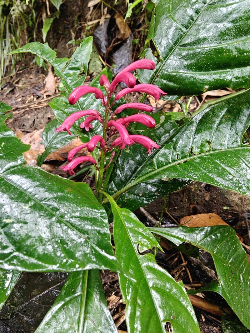 Phlogacanthus parviflorus