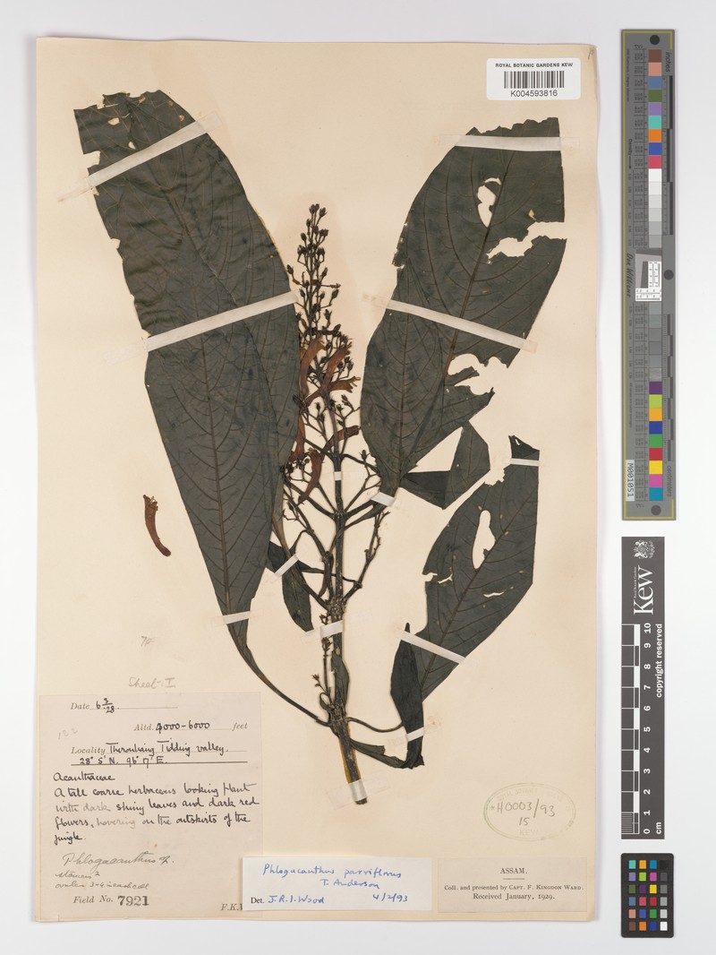 Phlogacanthus parviflorus photo 2