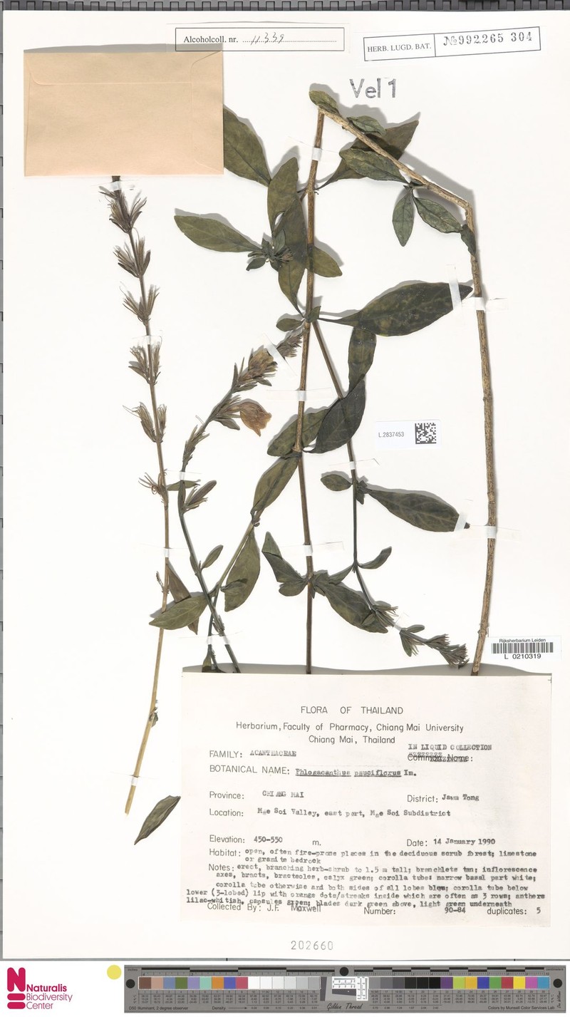 Phlogacanthus pauciflorus