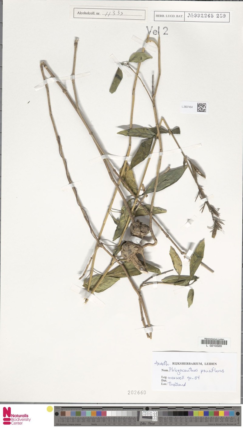 Phlogacanthus pauciflorus photo 2