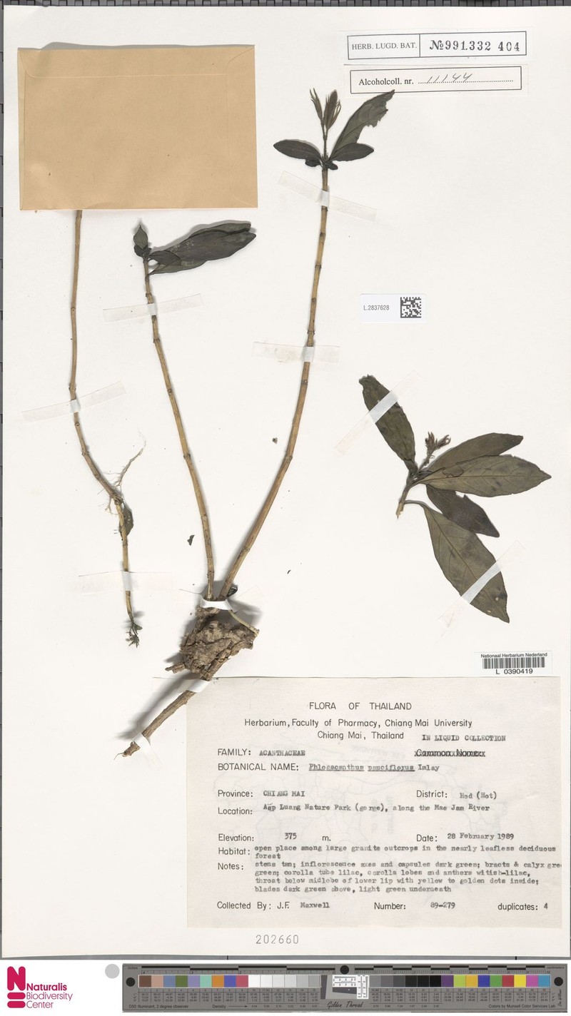 Phlogacanthus pauciflorus photo 3