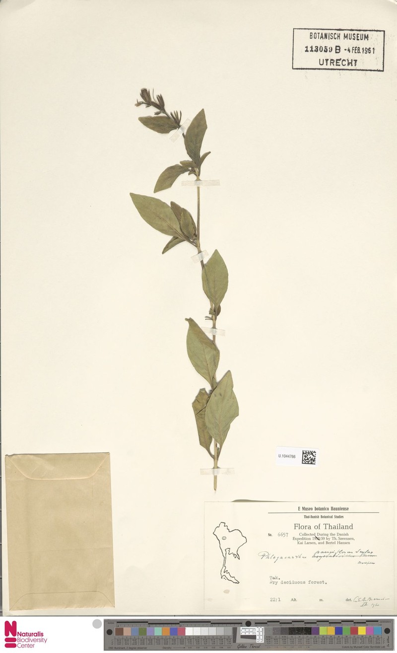 Phlogacanthus pauciflorus photo 4
