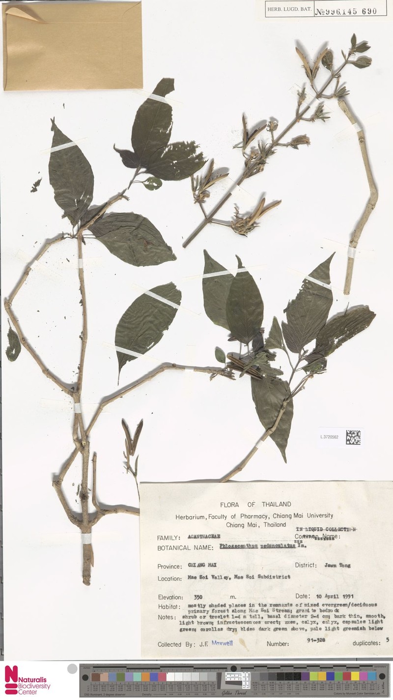 Phlogacanthus pedunculatus