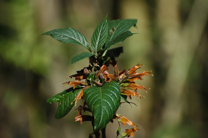 Phlogacanthus pubinervius photo 2