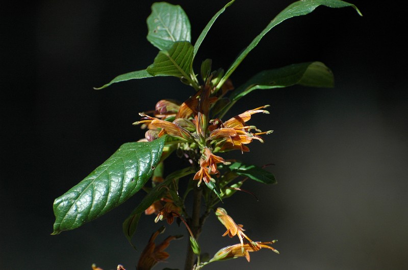 Phlogacanthus pubinervius photo 3