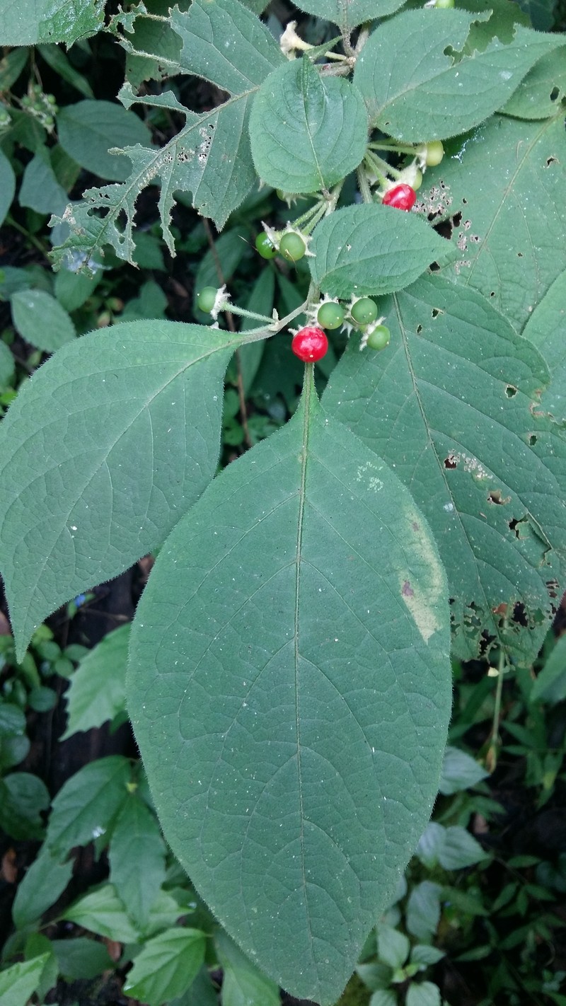 Phlogacanthus pubinervius photo 4