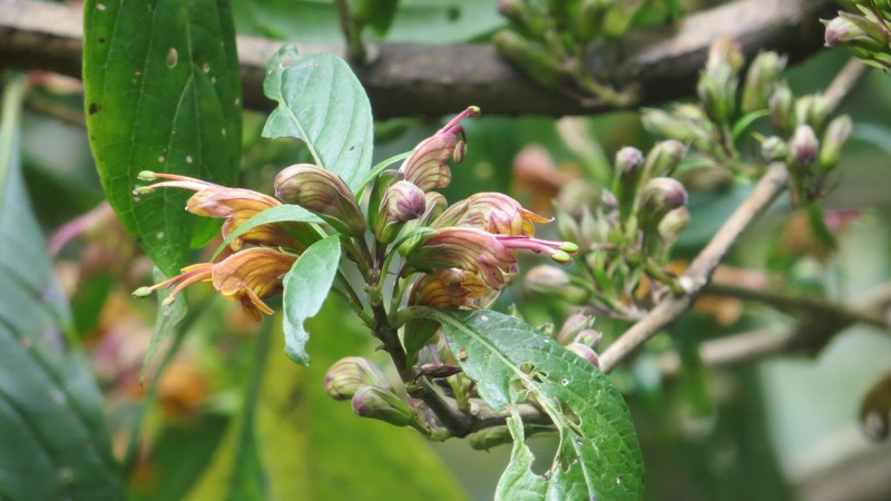 Phlogacanthus pubinervius photo 5