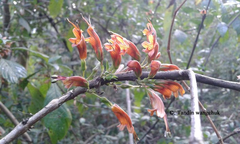 Phlogacanthus pubinervius photo 6