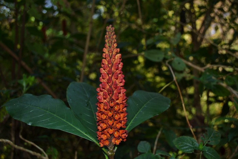 Phlogacanthus pubinervius
