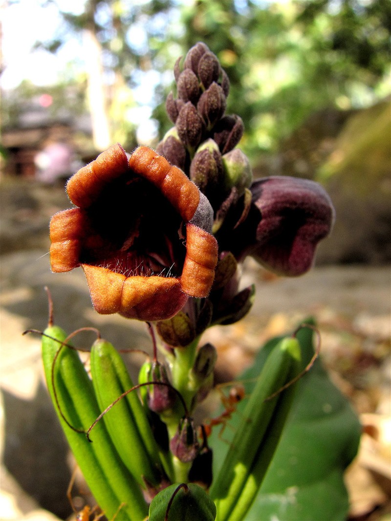 Phlogacanthus pulcherrimus