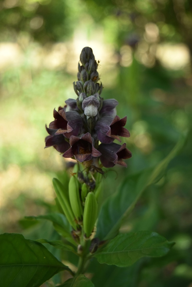 Phlogacanthus pulcherrimus photo 3