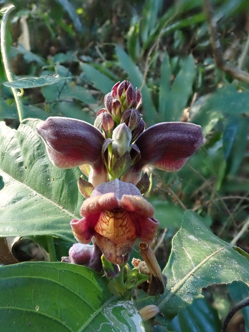 Phlogacanthus pulcherrimus photo 4