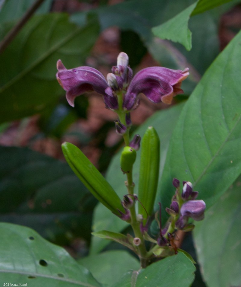 Phlogacanthus pulcherrimus photo 8