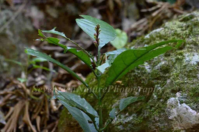 Phlogacanthus pyramidalis