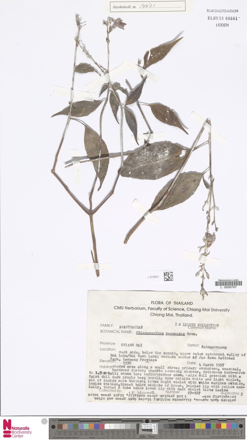 Phlogacanthus racemosus