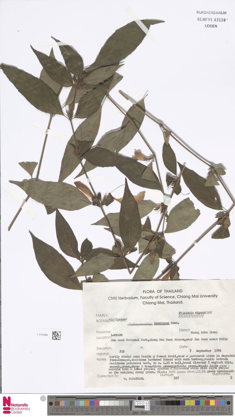 Phlogacanthus racemosus photo 2