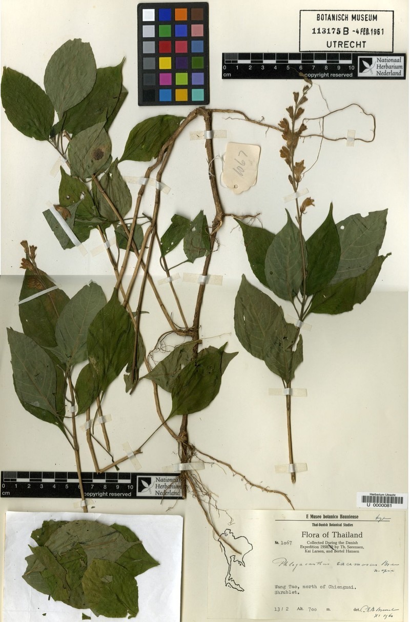 Phlogacanthus racemosus photo 3