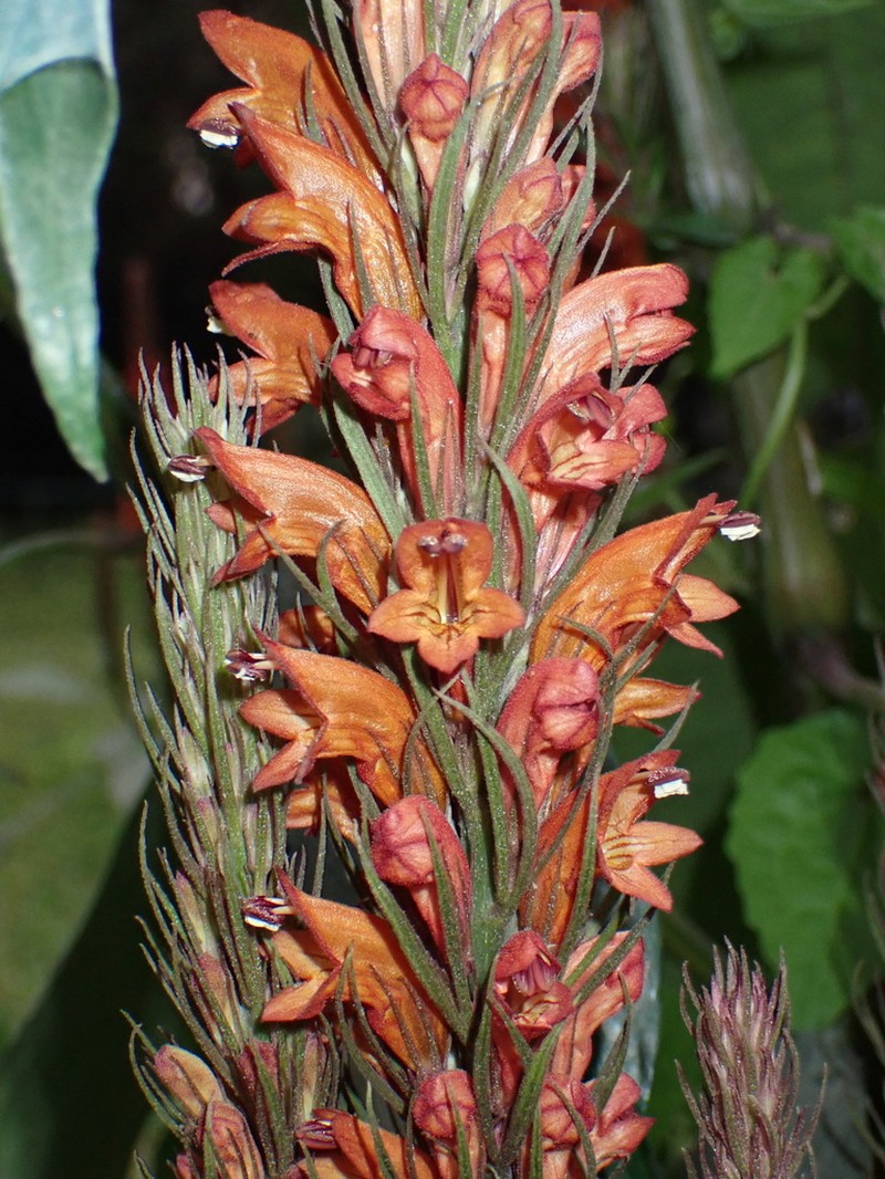 Phlogacanthus thyrsiformis