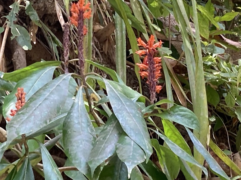 Phlogacanthus thyrsiformis photo 3