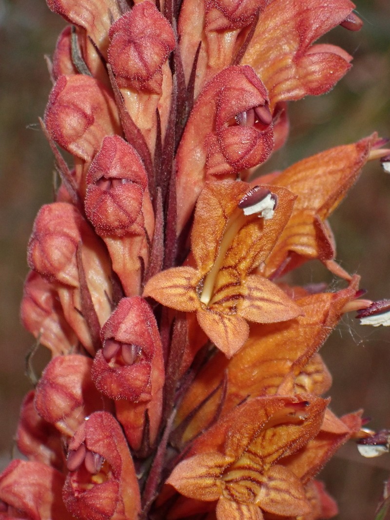 Phlogacanthus thyrsiformis photo 4