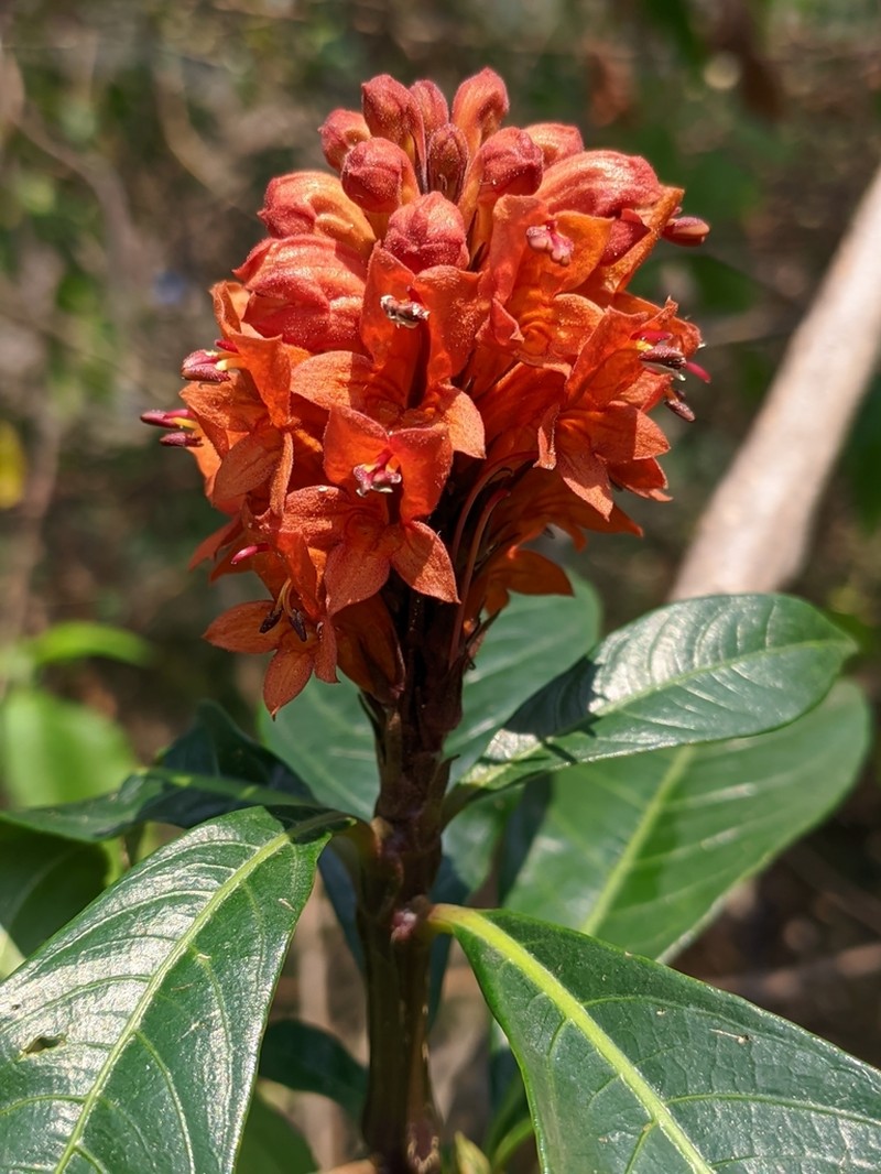 Phlogacanthus thyrsiformis photo 5
